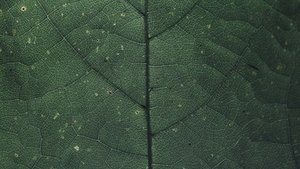Chlorophyll Chlorophyll