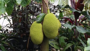 Jackfruit &ndash; leckerer Fleischersatz