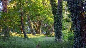 Waldbaden Waldbaden