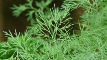 Dill &ndash; das gesunde Kraut