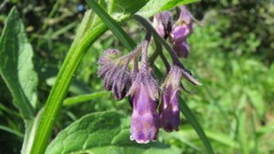 Heilpflanze: Beinwell Heilpflanze: Beinwell