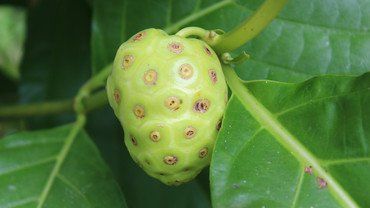 Noni-Frucht