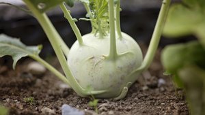 Kohlrabi &ndash; die Wunderr&uuml;be
