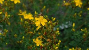 Warum Johanneskraut so gesund ist