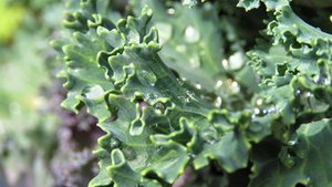 Gr&uuml;nkohl &ndash; lecker und gesund