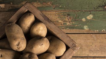 Kartoffeln: rund und gesund