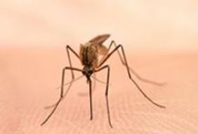 Mückenschutz von Norma: Absolut wirkungslos
