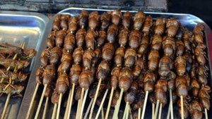 Insekten auf dem Speiseplan?