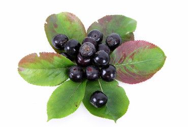 Acai &ndash; die Wunderbeere