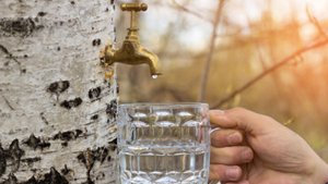 Wirkung von Birkenwasser