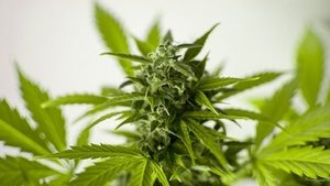 Cannabis und seine Wirkung