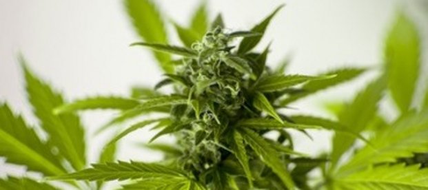 Cannabis und seine Wirkung