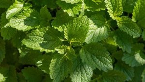 Die wundersame Zitronenmelisse