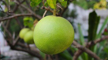 Pomelo mit Vorsicht geniessen