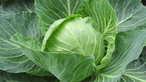 Sauerkraut &ndash; gesund f&uuml;r den Darm