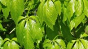 Das &laquo;Unsterblichkeitskraut&raquo;: Jiaogulan