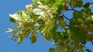 Lindenbl&uuml;ten und ihre heilende Wirkung
