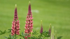 So gesund sind Lupinen