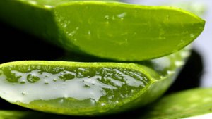 Aloe Vera: Wirkung der W&uuml;stenlilie