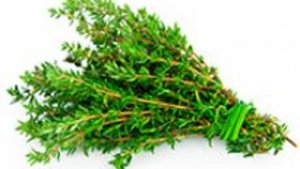 K&uuml;chenkr&auml;uter Einmaleins: Thymian	