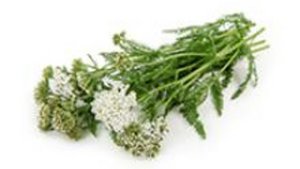 Schafgarbe gegen Beschwerden Schafgarbe gegen Beschwerden