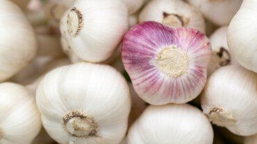 Knoblauch &ndash; die tolle Knolle