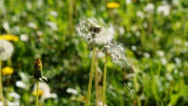 L&ouml;wenzahn &ndash; Wunderkraut statt Unkraut