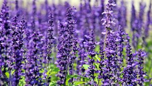 Lavendel &ndash; blaues Wunder