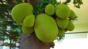 Jackfruit als Fleischersatz