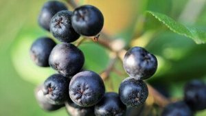 Aronia &ndash; die Apfelbeere