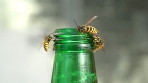 Wespenstiche richtig behandeln Wespenstiche richtig behandeln