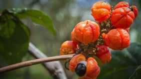 Guarana &ndash; Koffein aus dem Dschungel