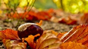 Starke Venen dank Rosskastanien