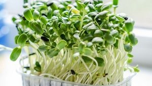 Superfood Microgreens