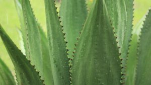 Agavendicksaft &ndash; der gesunde Zuckerersatz