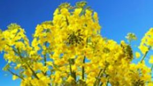 Das gesunde und vielseitig einsetzbare Raps&ouml;l