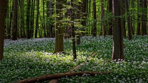 B&auml;rlauch &ndash; immer der Nase nach