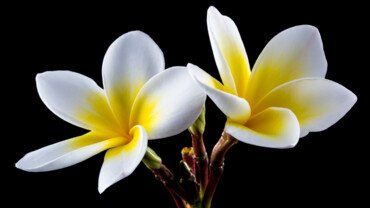 Monoi-&Ouml;l: Sch&ouml;nheitsgeheimnis aus Tahiti