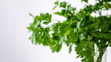 Hausmittel gegen Mundgeruch