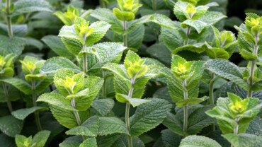 Pfefferminze &ndash; das gr&uuml;ne Wunder