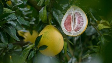 Pomelo