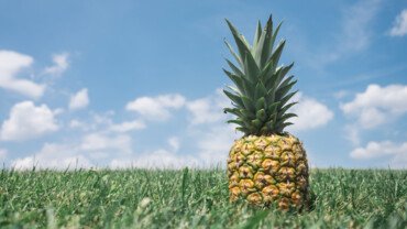 Ananas: die gelbe Powerfrucht 