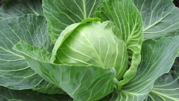 Sauerkraut &ndash; gesund f&uuml;r den Darm