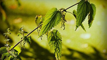 Brennnessel &ndash; das k&ouml;stliche Heilkraut