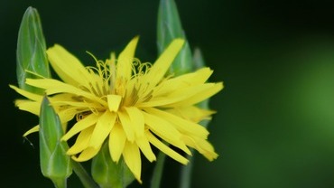 Schwarzwurzel Schwarzwurzel