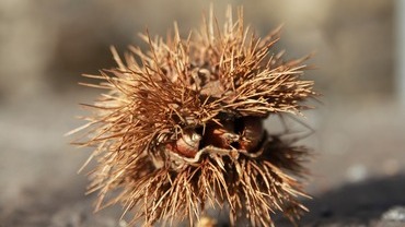 Maroni &ndash; winterlich und lecker