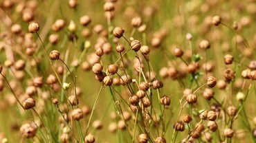 Leinöl – die Omega-3-Quelle Leinöl – die Omega-3-Quelle