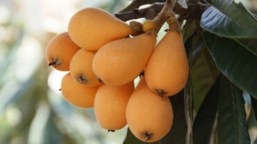 Mispel &ndash; die fast vergessene Frucht