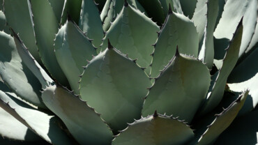 Pulque &ndash; das mexikanische Nationalgetr&auml;nk
