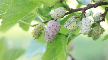 Maulbeeren &ndash; die Powerfrucht